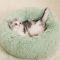 Super Soft Dog Bed Round Washable Long Plush Dog Kennel Cat House Velvet Mats Sofa For Dog Chihuahua Dog Basket Pet Bed Dropship